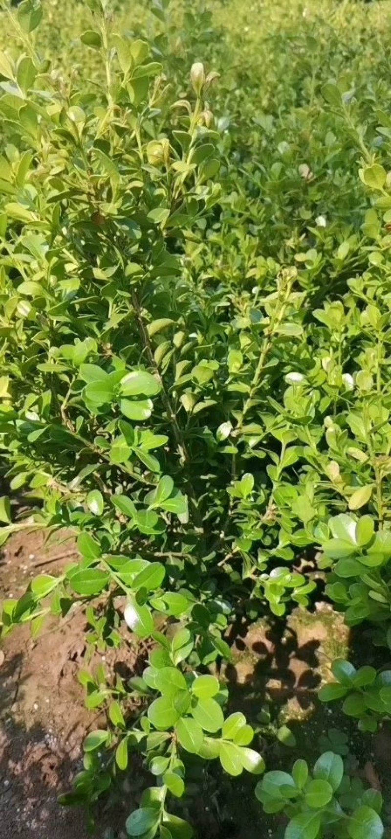 精选瓜子黄杨床苗，根系好，带鲜泥发货。现定现起，规格全