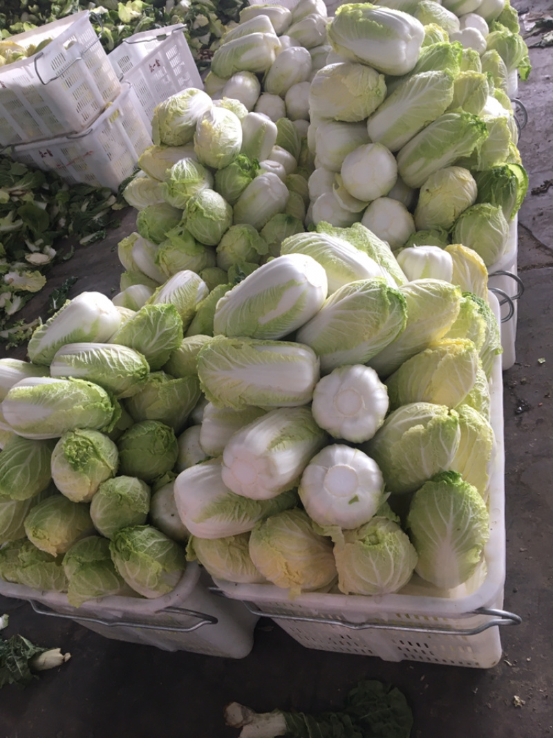 娃娃菜