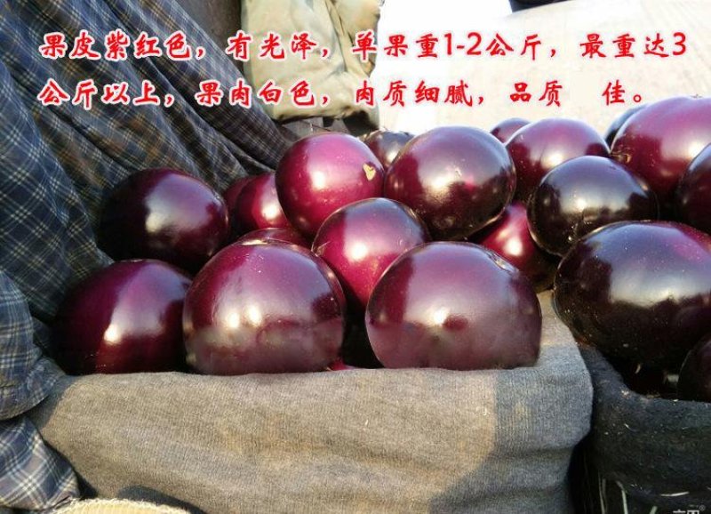 山东莘县茄子苗：黑亮宝、黑又亮、大红袍、黑圣圆茄种苗