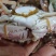 精品特大新鲜红花蟹，海南特产，特价