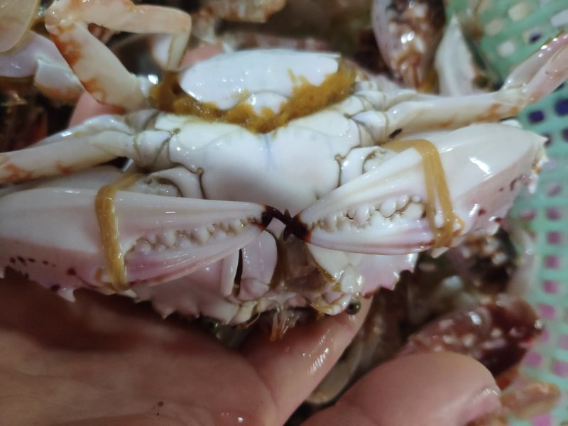 精品特大新鲜红花蟹，海南特产，特价