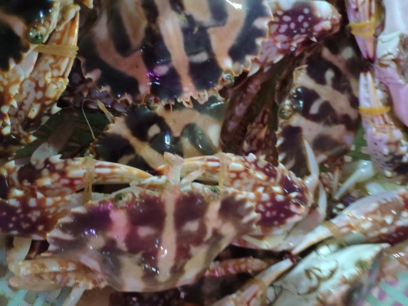 精品特大新鲜红花蟹，海南特产，特价