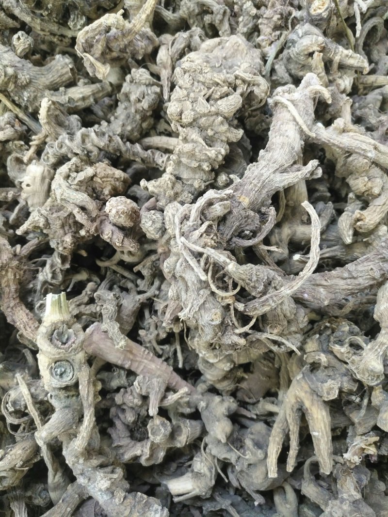 竹根七