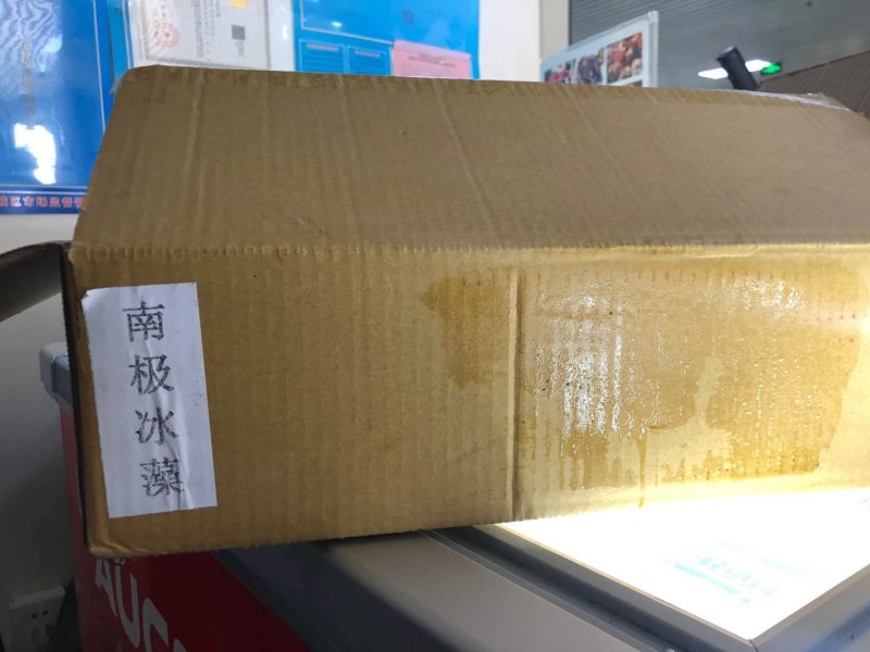 南极冰藻，盐渍南极冰海藻