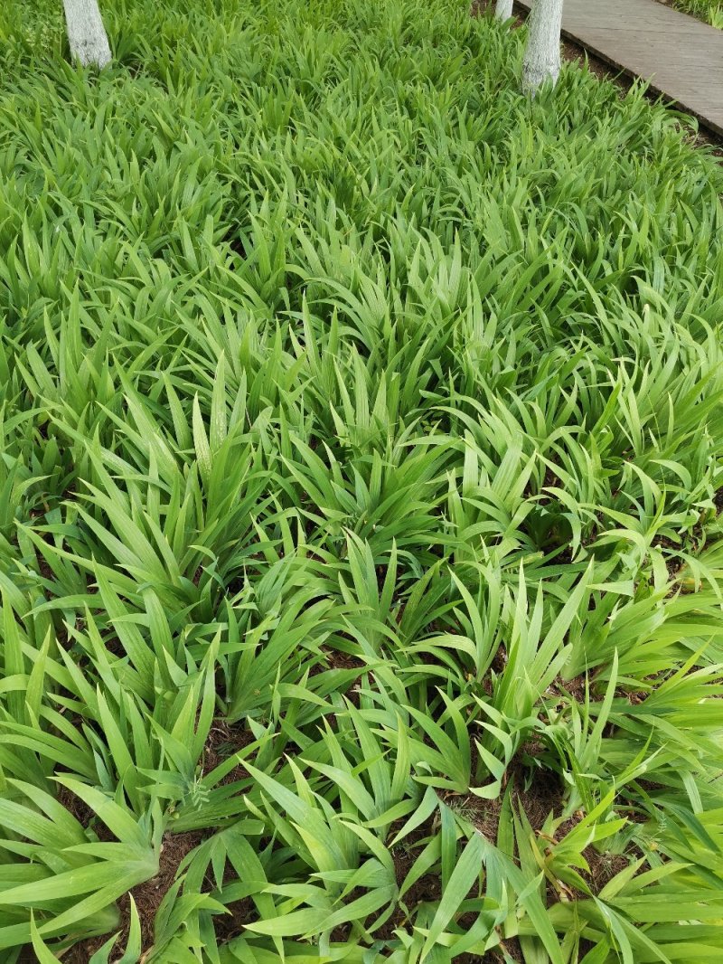 自家种植鸢尾花，蝴蝶兰鸢尾花，紫色，黄色庭院工程绿化