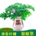 驱蚊草盆栽花卉室内外庭院防虫驱蚊草苗净化空气桌摆绿植夏季