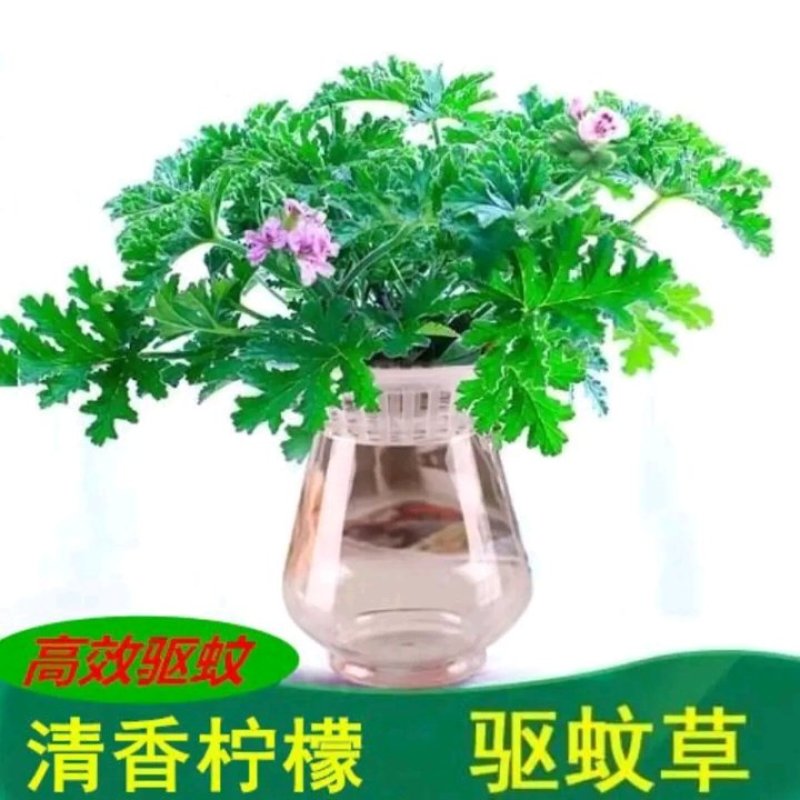 驱蚊草盆栽花卉室内外庭院防虫驱蚊草苗净化空气桌摆绿植夏季