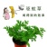 驱蚊草盆栽花卉室内外庭院防虫驱蚊草苗净化空气桌摆绿植夏季
