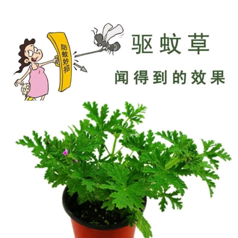 驱蚊草盆栽花卉室内外庭院防虫驱蚊草苗净化空气桌摆绿植夏季