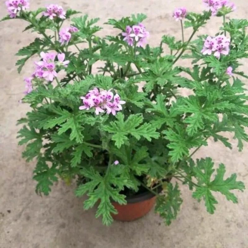 驱蚊草盆栽花卉室内外庭院防虫驱蚊草苗净化空气桌摆绿植夏季