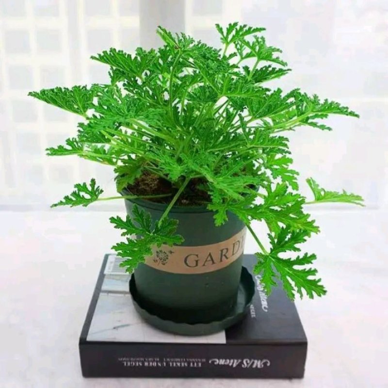 驱蚊草盆栽花卉室内外庭院防虫驱蚊草苗净化空气桌摆绿植夏季