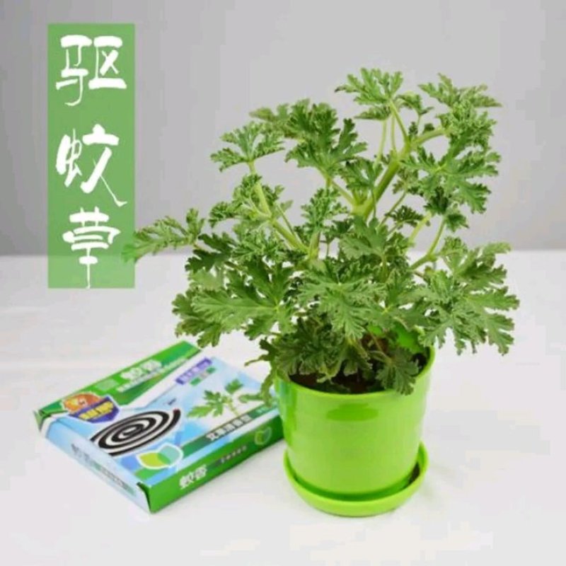 驱蚊草盆栽花卉室内外庭院防虫驱蚊草苗净化空气桌摆绿植夏季