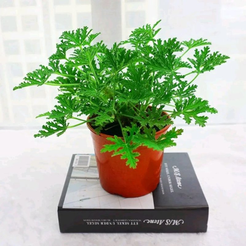 驱蚊草盆栽花卉室内外庭院防虫驱蚊草苗净化空气桌摆绿植夏季