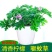 驱蚊草盆栽花卉室内外庭院防虫驱蚊草苗净化空气桌摆绿植夏季
