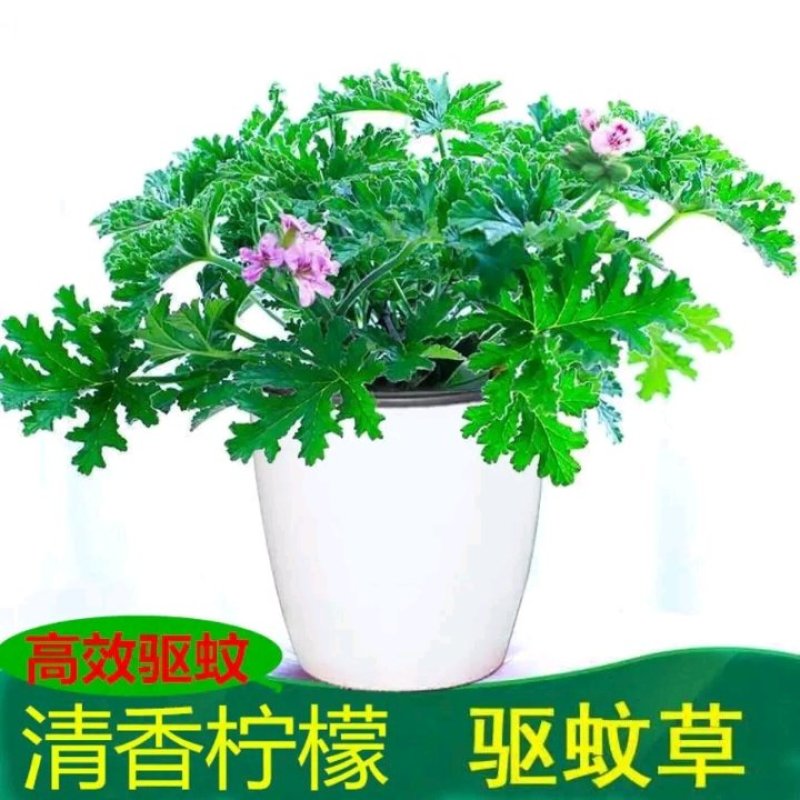驱蚊草盆栽花卉室内外庭院防虫驱蚊草苗净化空气桌摆绿植夏季