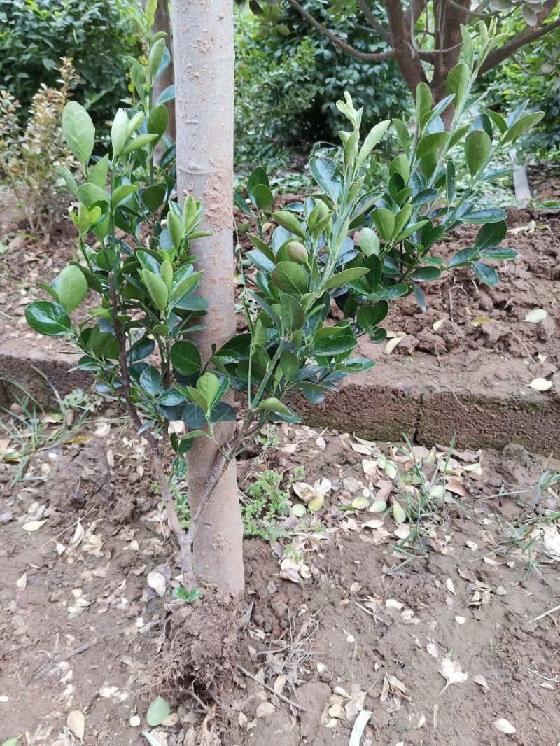 基地直发大叶黄杨苗，毛球，大冠幅球，规格齐全