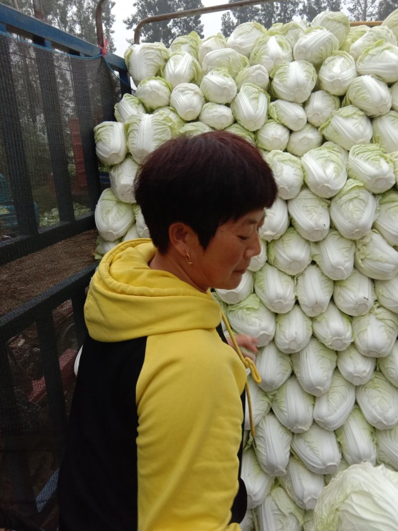夏阳白菜2~3斤净菜现已大量上市，支持来款代收代发，