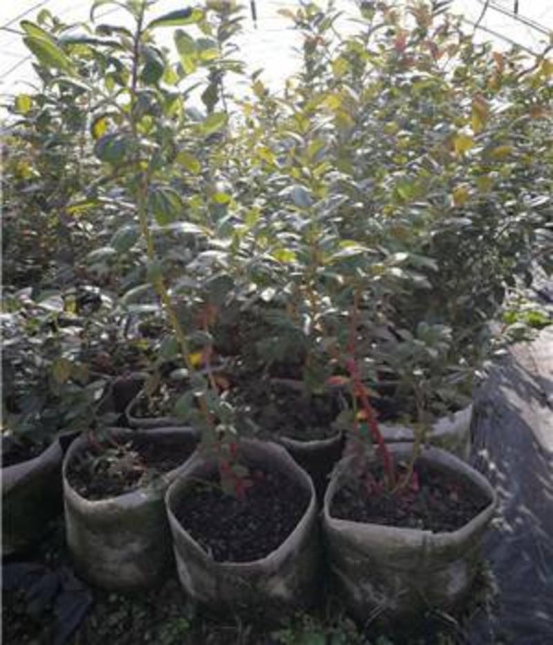 组培蓝莓苗：绿宝石，兔眼，薄雾，带营养土发货，包邮
