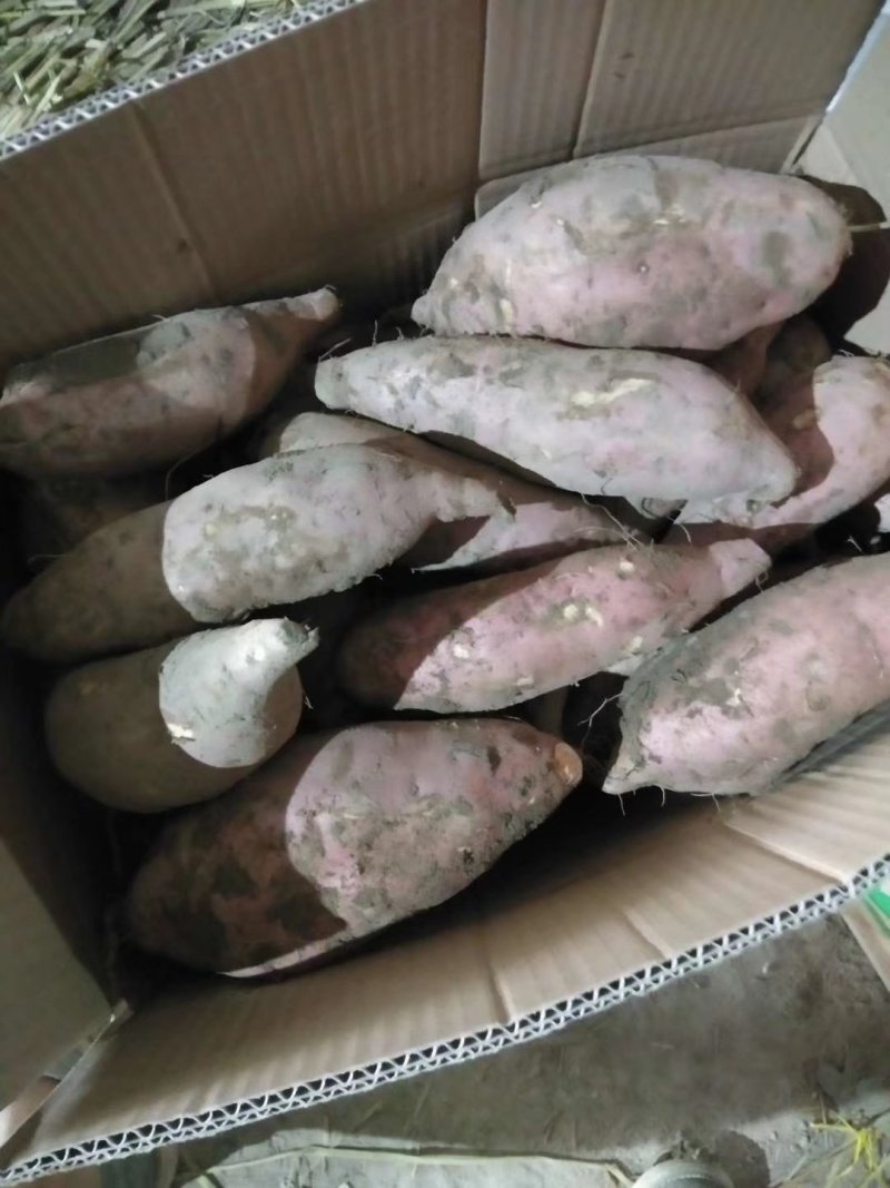 龙薯9号3两以上商品薯黄心，口感甜面，可发往全国