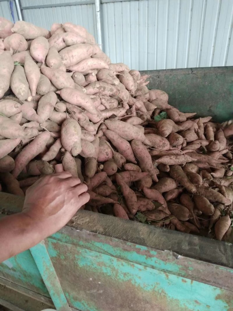 龙薯9号3两以上商品薯黄心，口感甜面，可发往全国