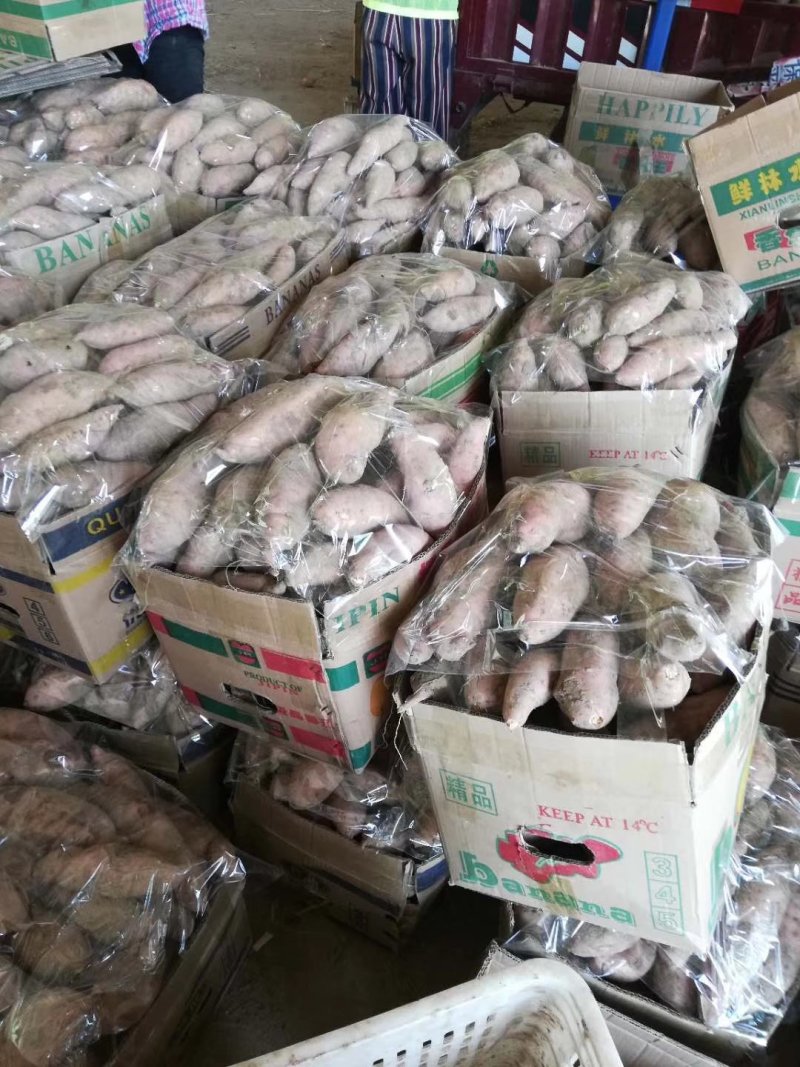 龙薯9号3两以上商品薯黄心，口感甜面，可发往全国