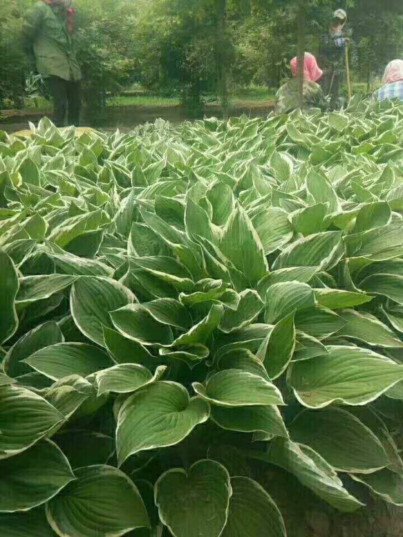 玉簪花，紫花玉簪，花叶玉簪，金边小叶球银边玉簪，基地种植