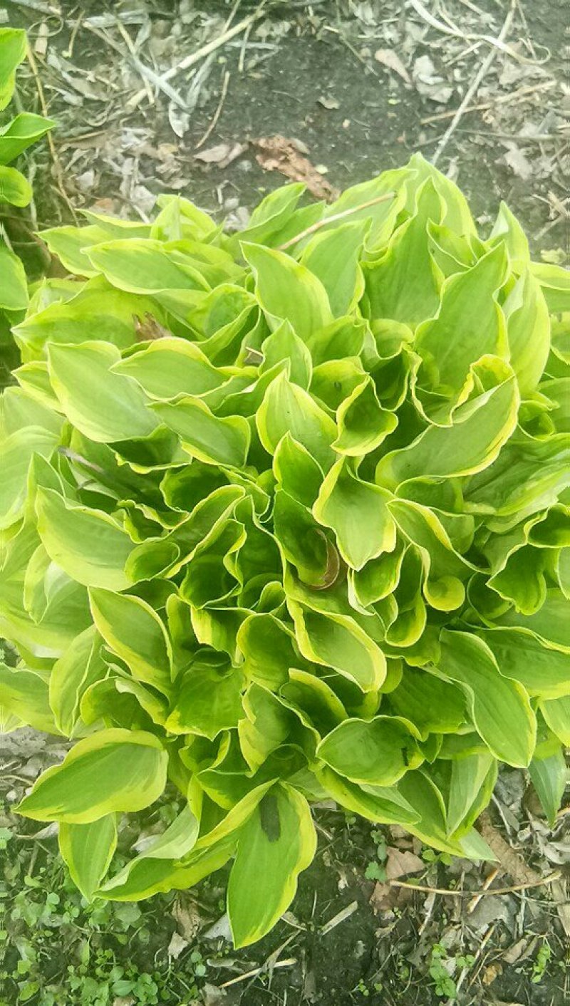 玉簪花，紫花玉簪，花叶玉簪，金边小叶球银边玉簪，基地种植