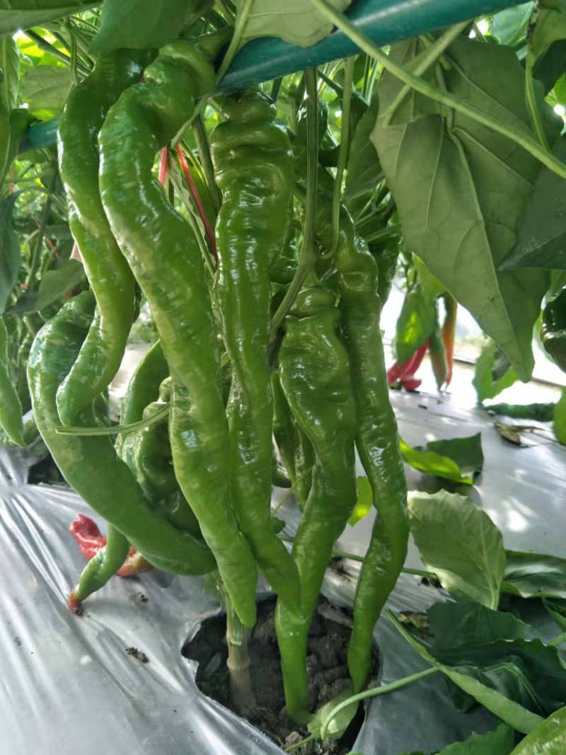 特长黄线椒苗、黑线椒苗、陇椒苗、牛角羊角尖椒苗