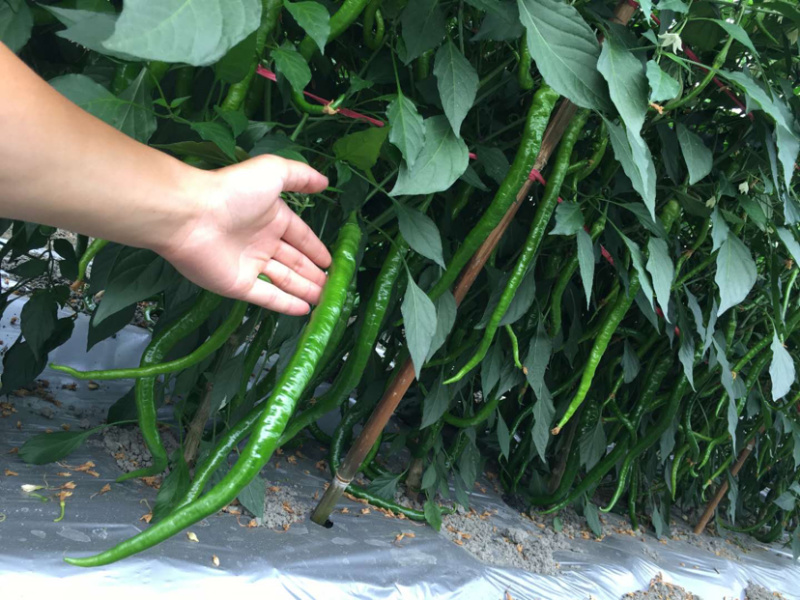 特长黄线椒苗、黑线椒苗、陇椒苗、牛角羊角尖椒苗