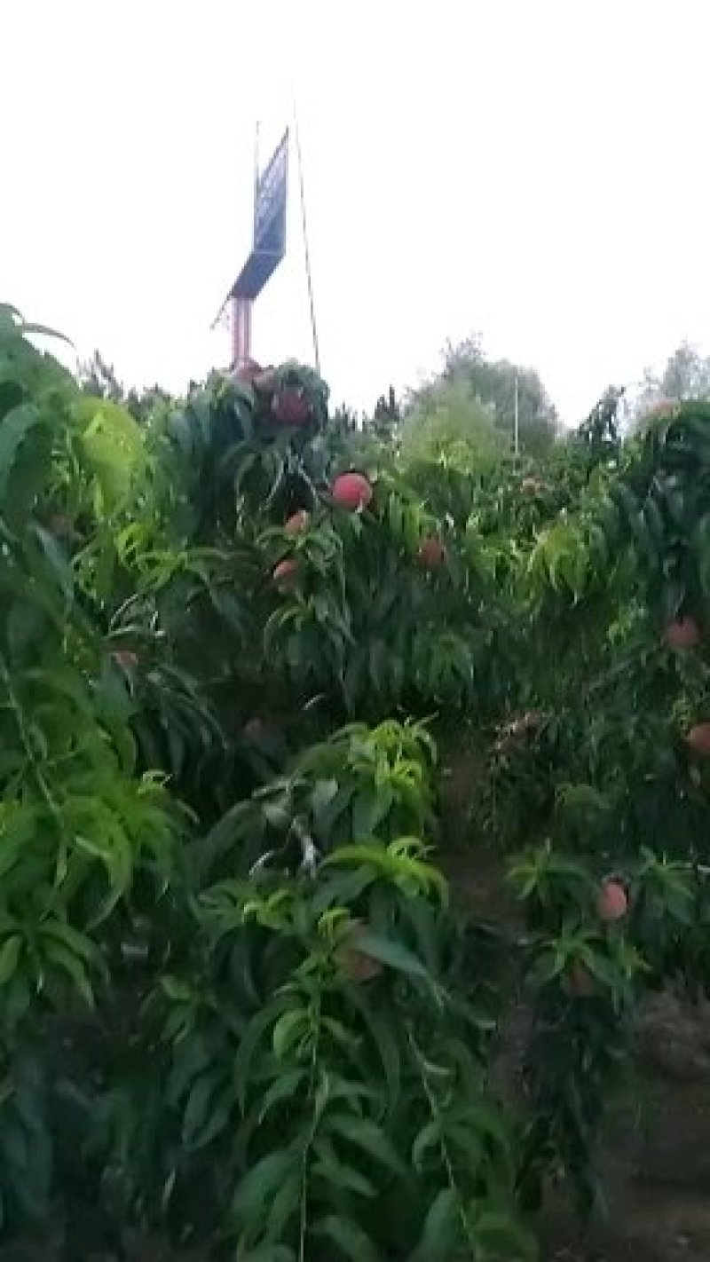 毛桃