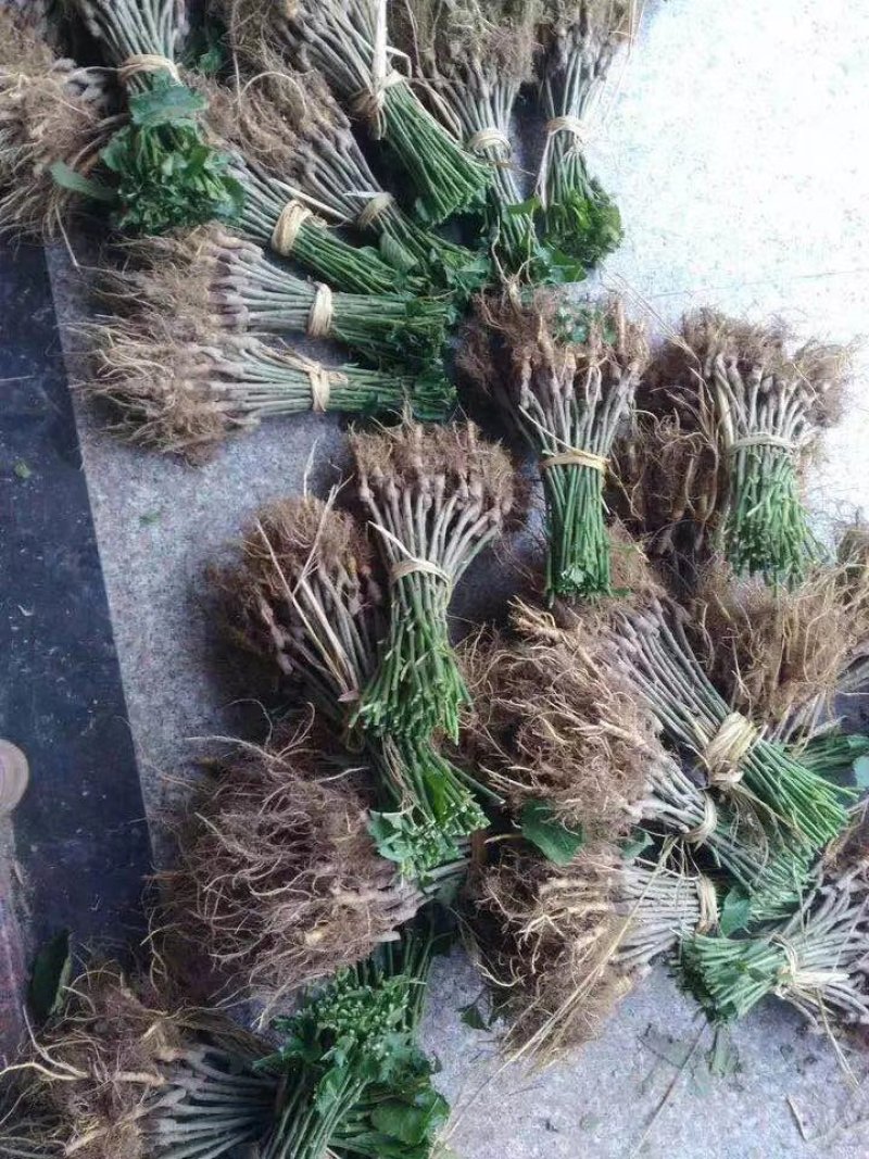 海宁果桑苗：强桑1号蚕宝宝的必备粮食