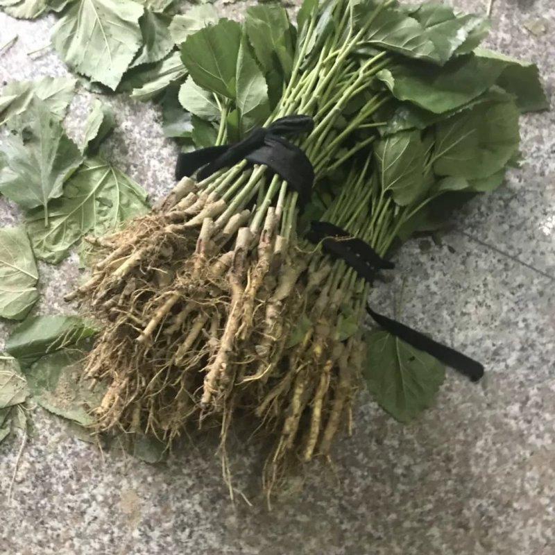 海宁果桑苗：强桑1号蚕宝宝的必备粮食