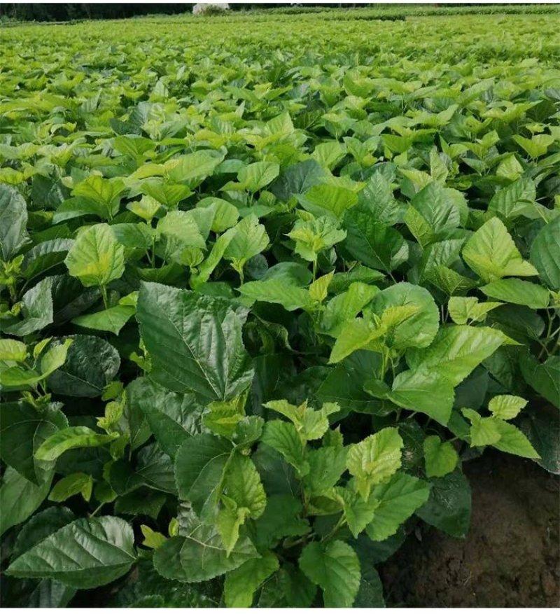 海宁果桑苗：强桑1号蚕宝宝的必备粮食