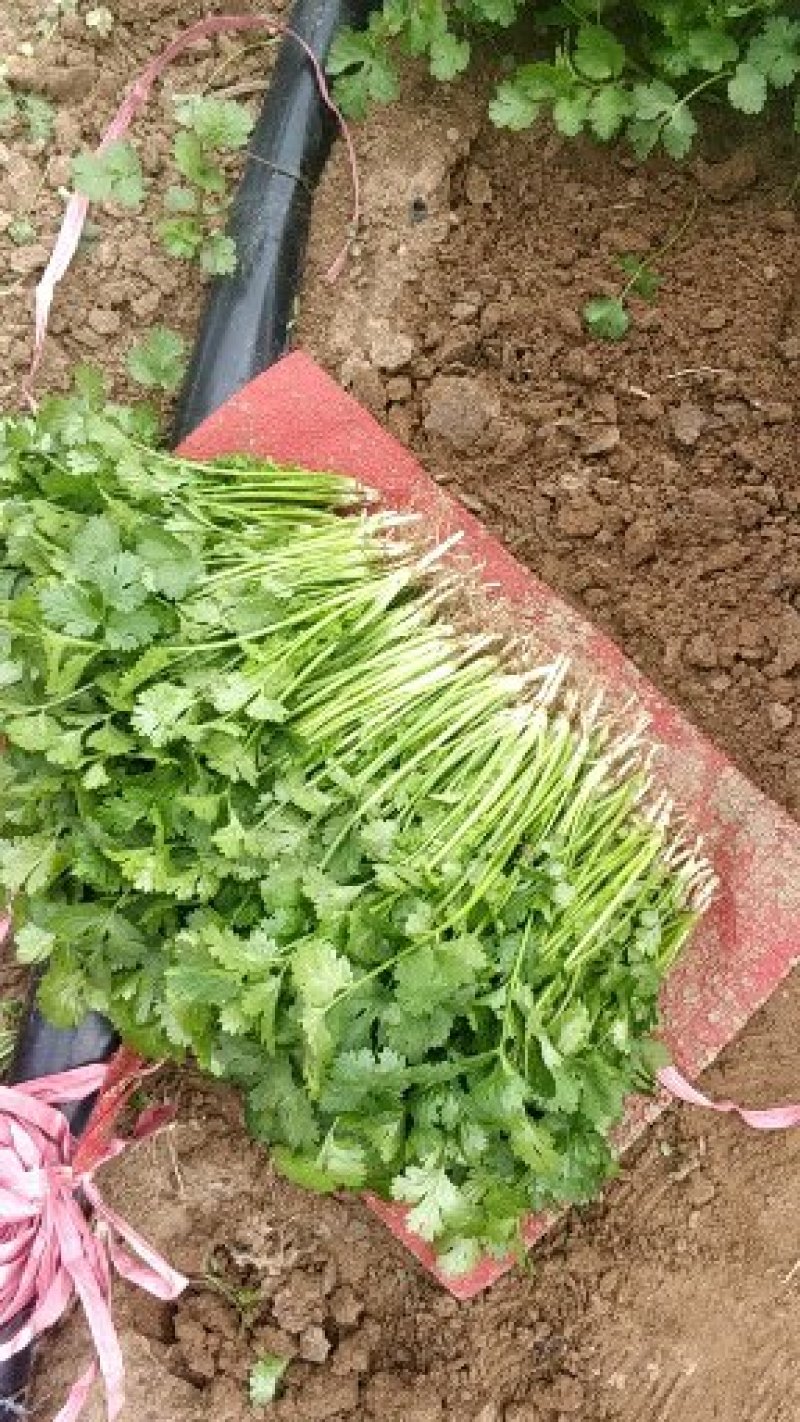 货源充足，寻找长，期货货主万亩香菜基地