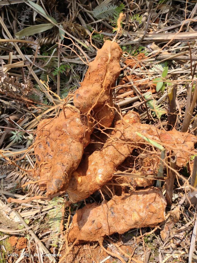 粤北乳源大山纯野生生土伏苓