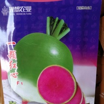 一颗红心萝卜，杂交品种，根肉鲜红色，
