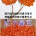 红小扁豆地方特色红小扁豆包邮5斤装