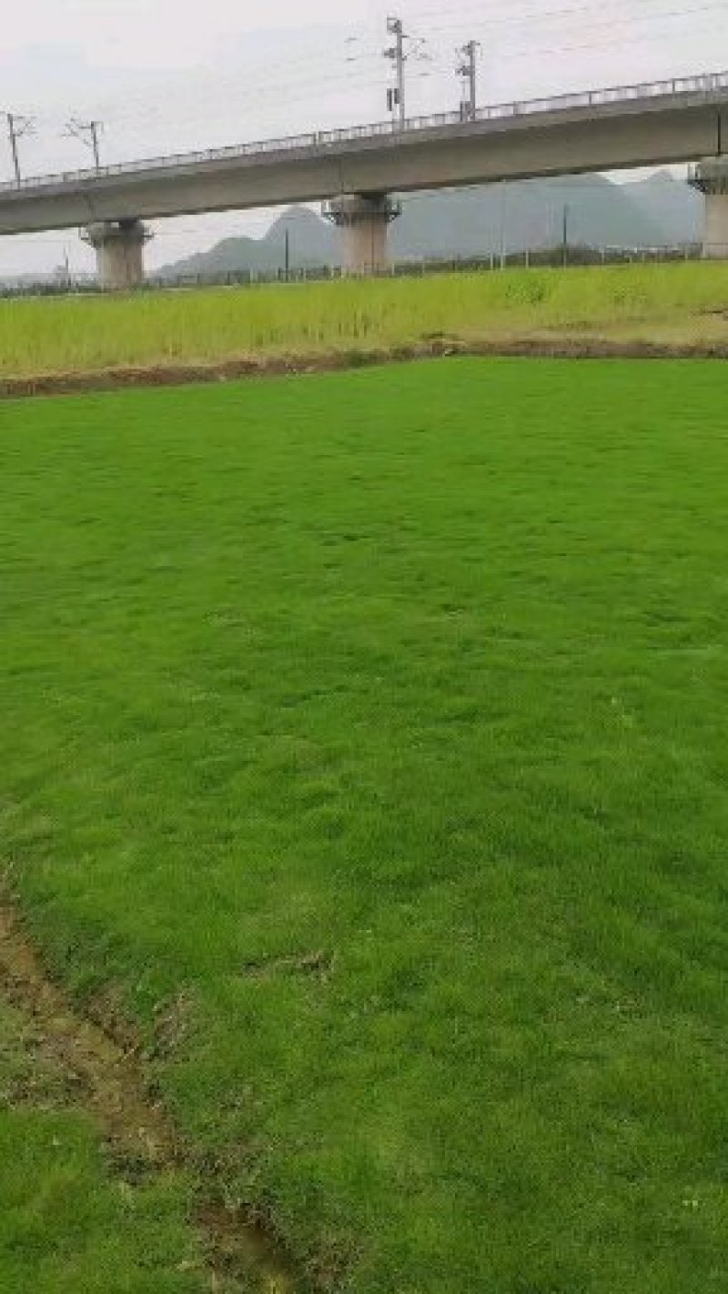 【规格齐全】贵安新区绿化草坪草，草卷欢迎来电咨询