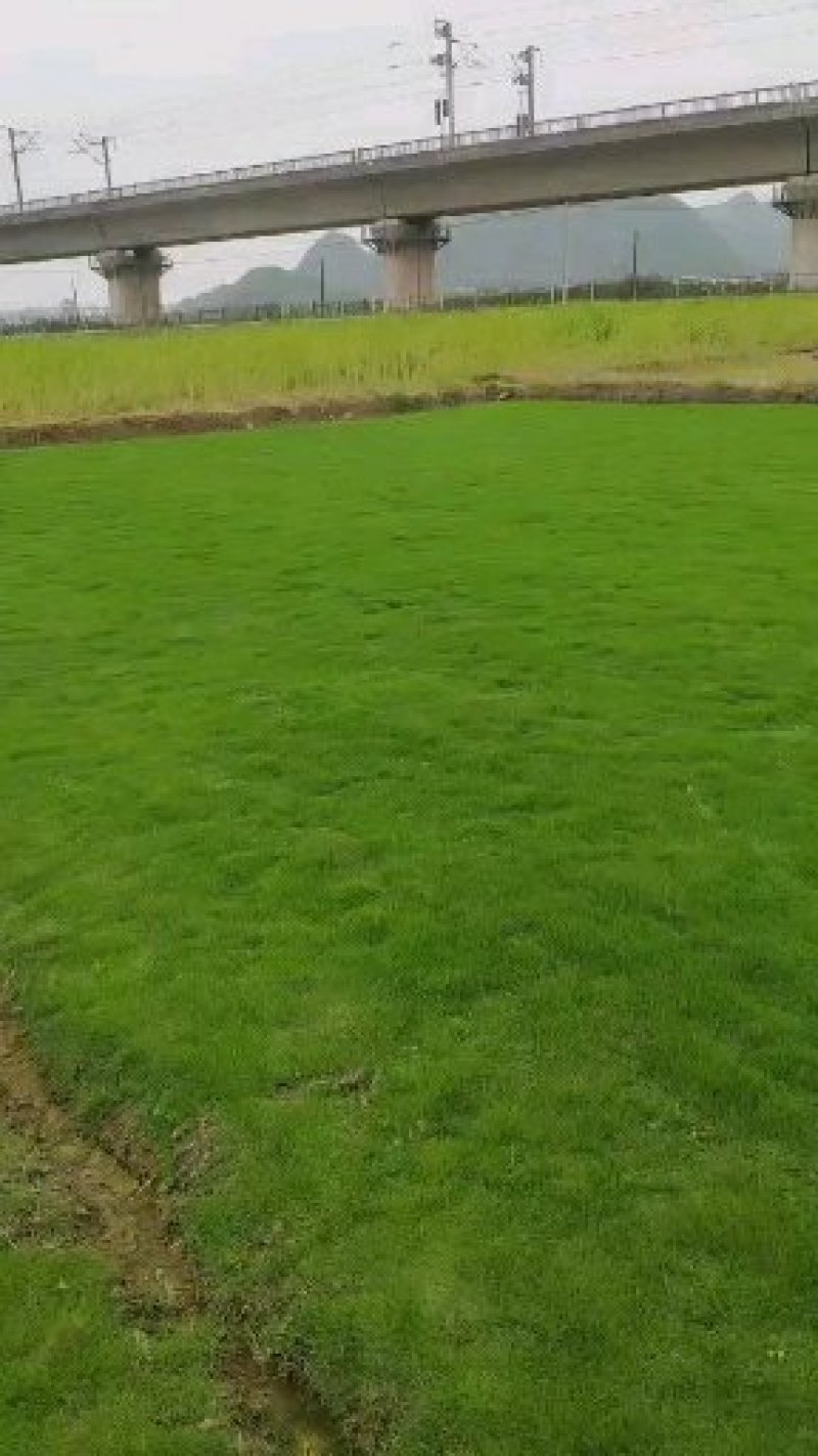 【规格齐全】贵安新区绿化草坪草，草卷欢迎来电咨询