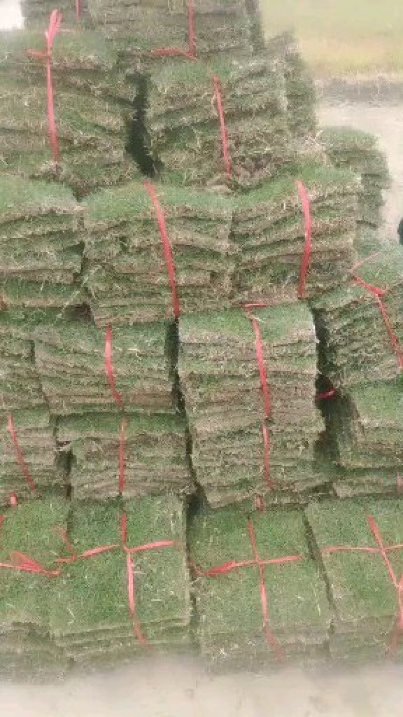 【规格齐全】贵安新区绿化草坪草，草卷欢迎来电咨询