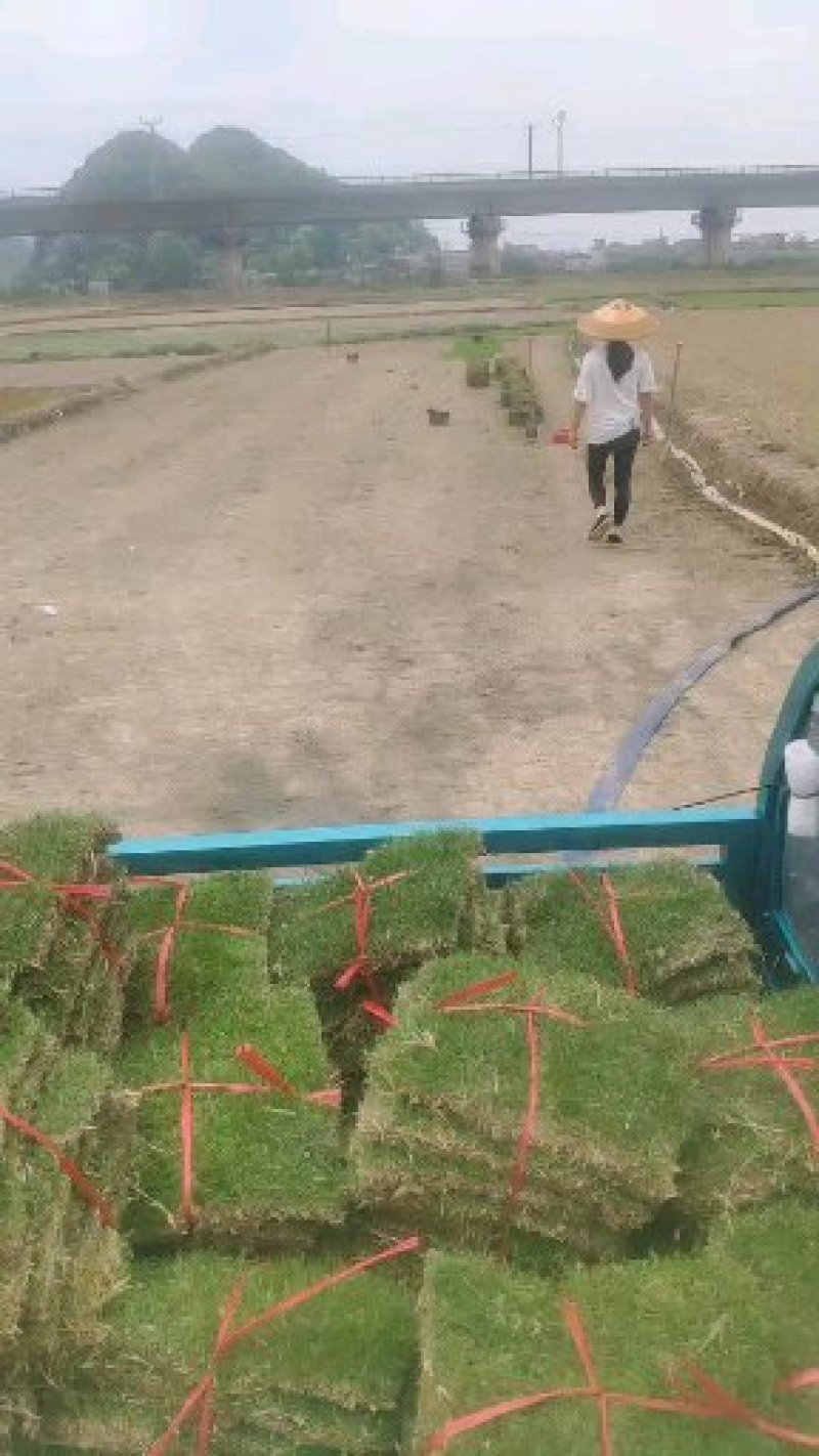 【规格齐全】贵安新区绿化草坪草，草卷欢迎来电咨询