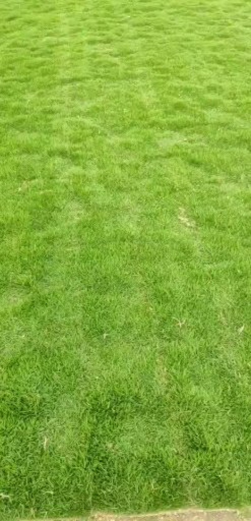 【规格齐全】贵安新区绿化草坪草，草卷欢迎来电咨询