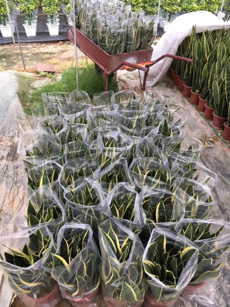 虎皮兰库存大量各种规格均有价格实惠欢迎来电询问