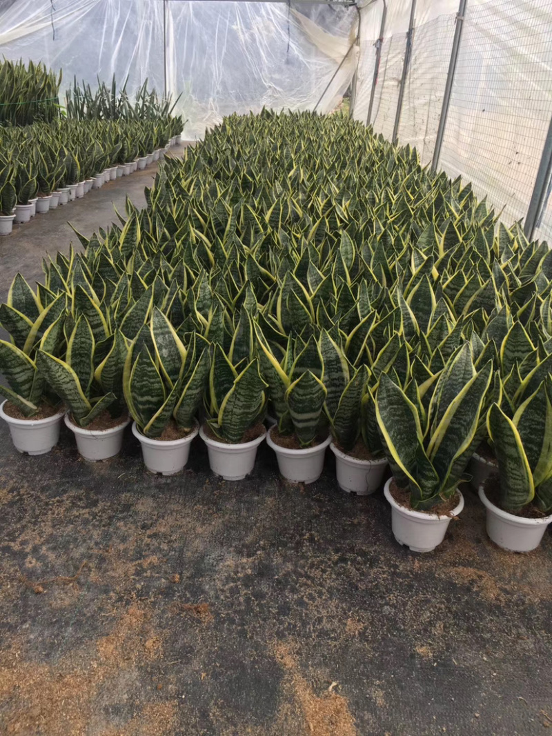 虎皮兰库存大量各种规格均有价格实惠欢迎来电询问