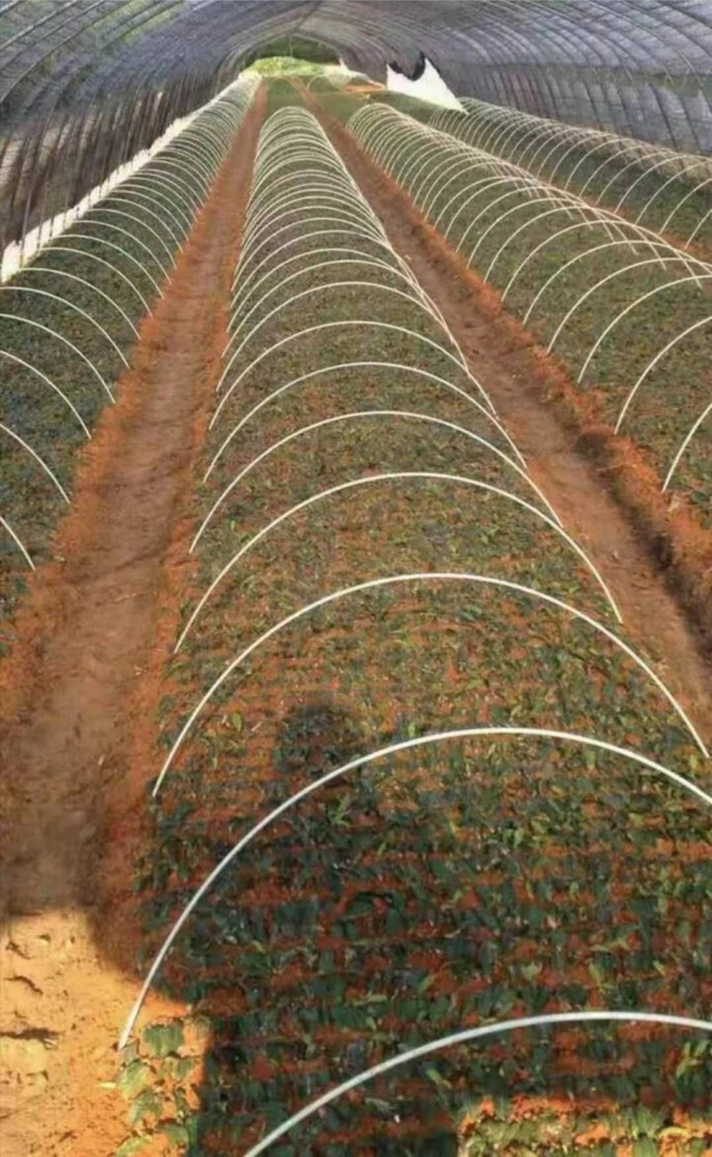 玻纤维杆6810拱棚支架小弓棚育苗保温防晒