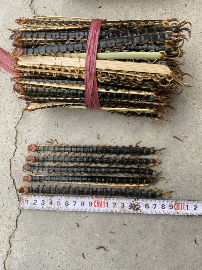 湖北随州红头蜈公药用价值高品质好大中小都有货