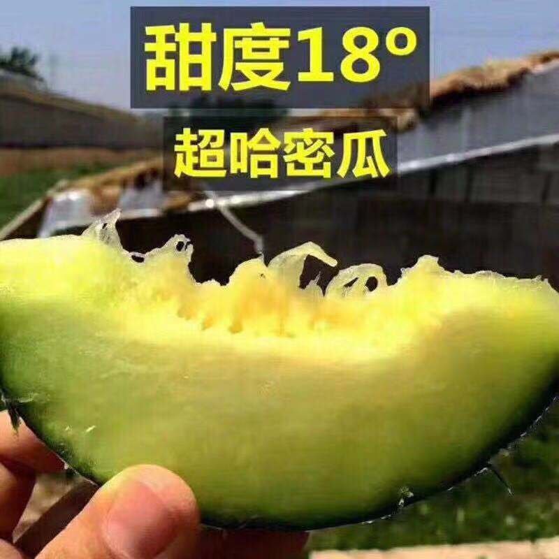【包邮一件代发】日本引进品种海南玫珑蜜瓜进口冰淇淋之称