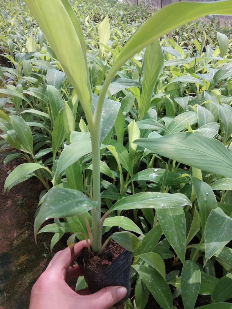 皇帝蕉苗香蕉苗粉蕉苗西贡蕉苗金粉一号西贡蕉苗