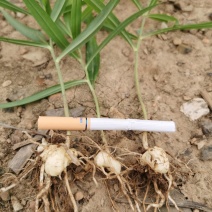 黄精籽育苗，下单后挖苗