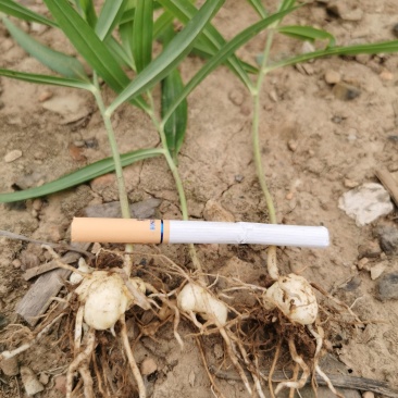 黄精籽育苗，下单后挖苗